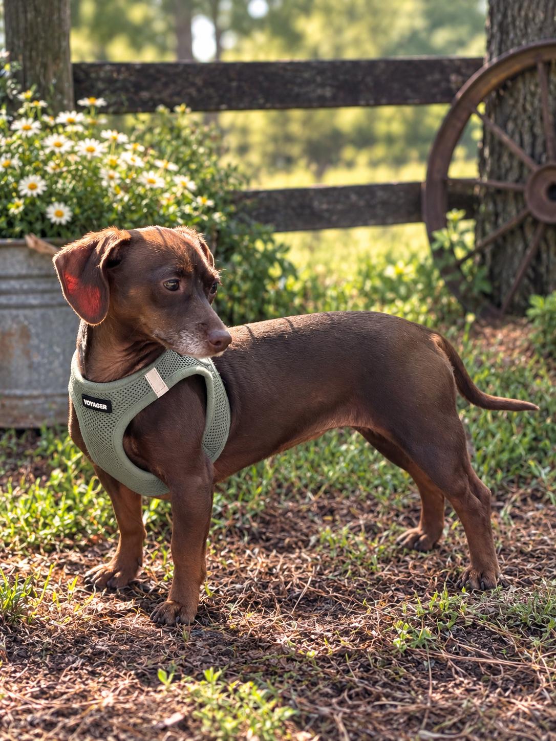 Enlarge Lady, a Adoptable mixed breed in Kings Mountain, NC image 2/3