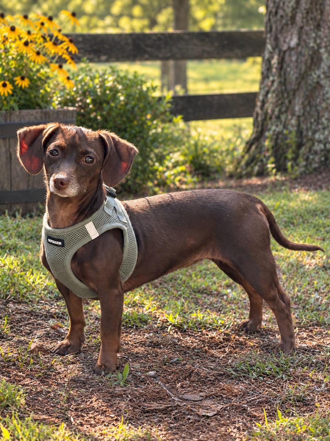 Lady, Adoptable, Adult Female Dachshund.