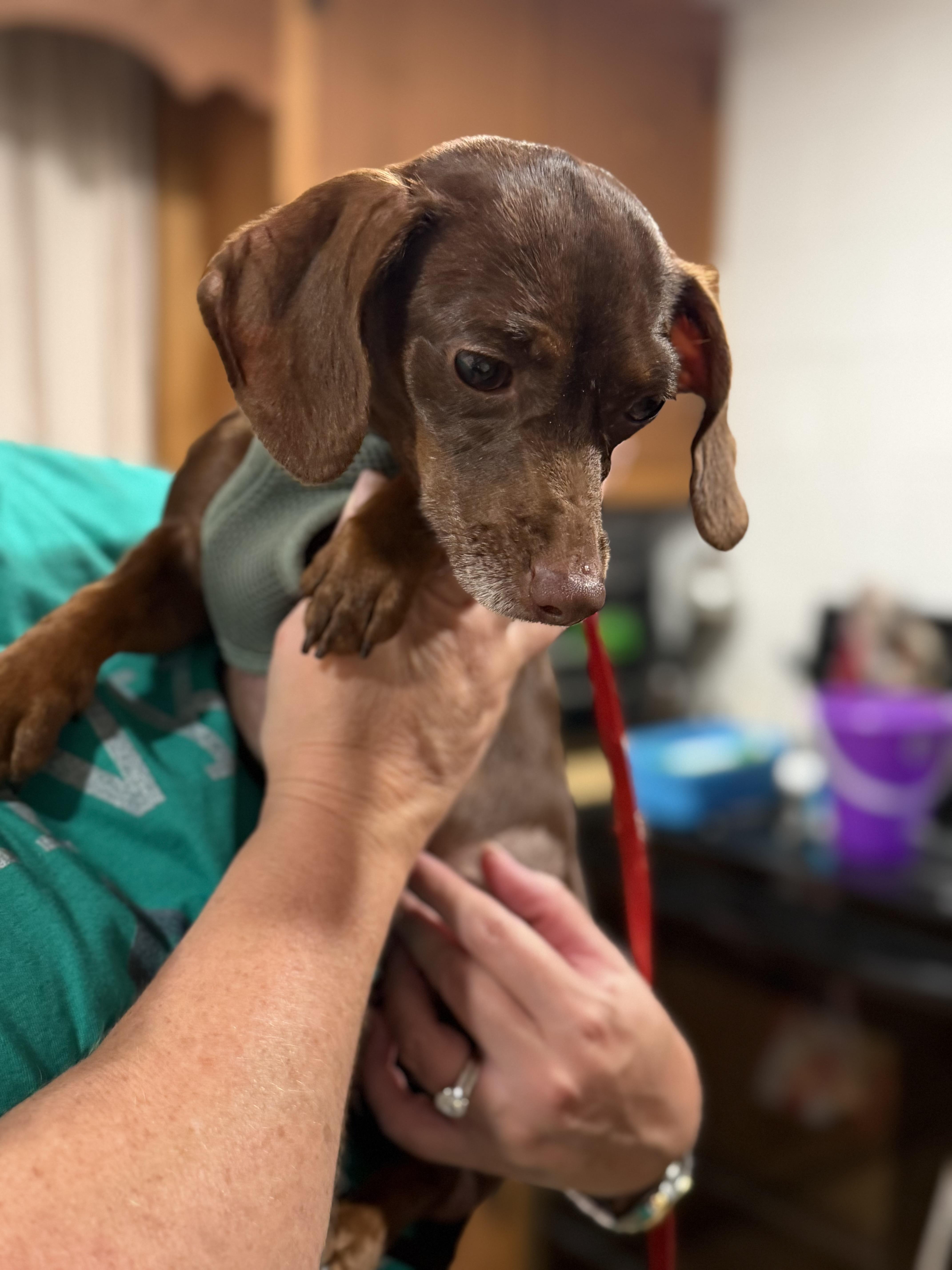 Enlarge Lady, a Adoptable mixed breed in Kings Mountain, NC image 3/3