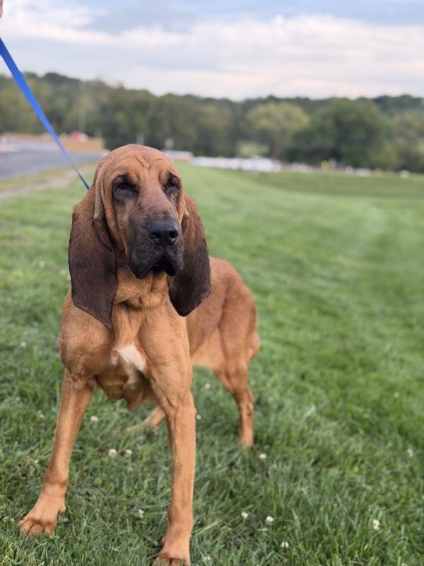 Mayfly, Adoptable, Adult Female Bloodhound.
