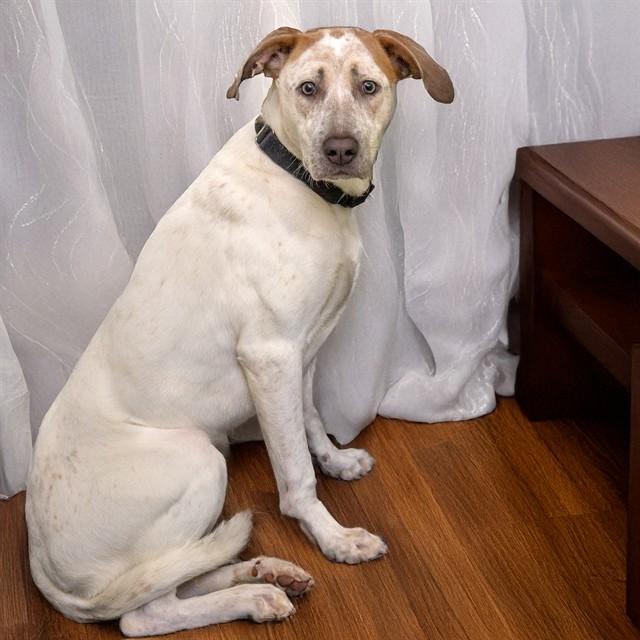 Enlarge BAILEY, a Adoptable mixed breed in Saint Louis, MO image 1/1