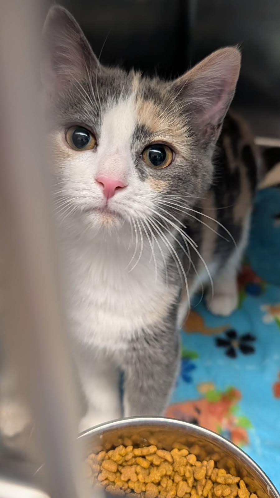 Whip Cream thumbnail 2