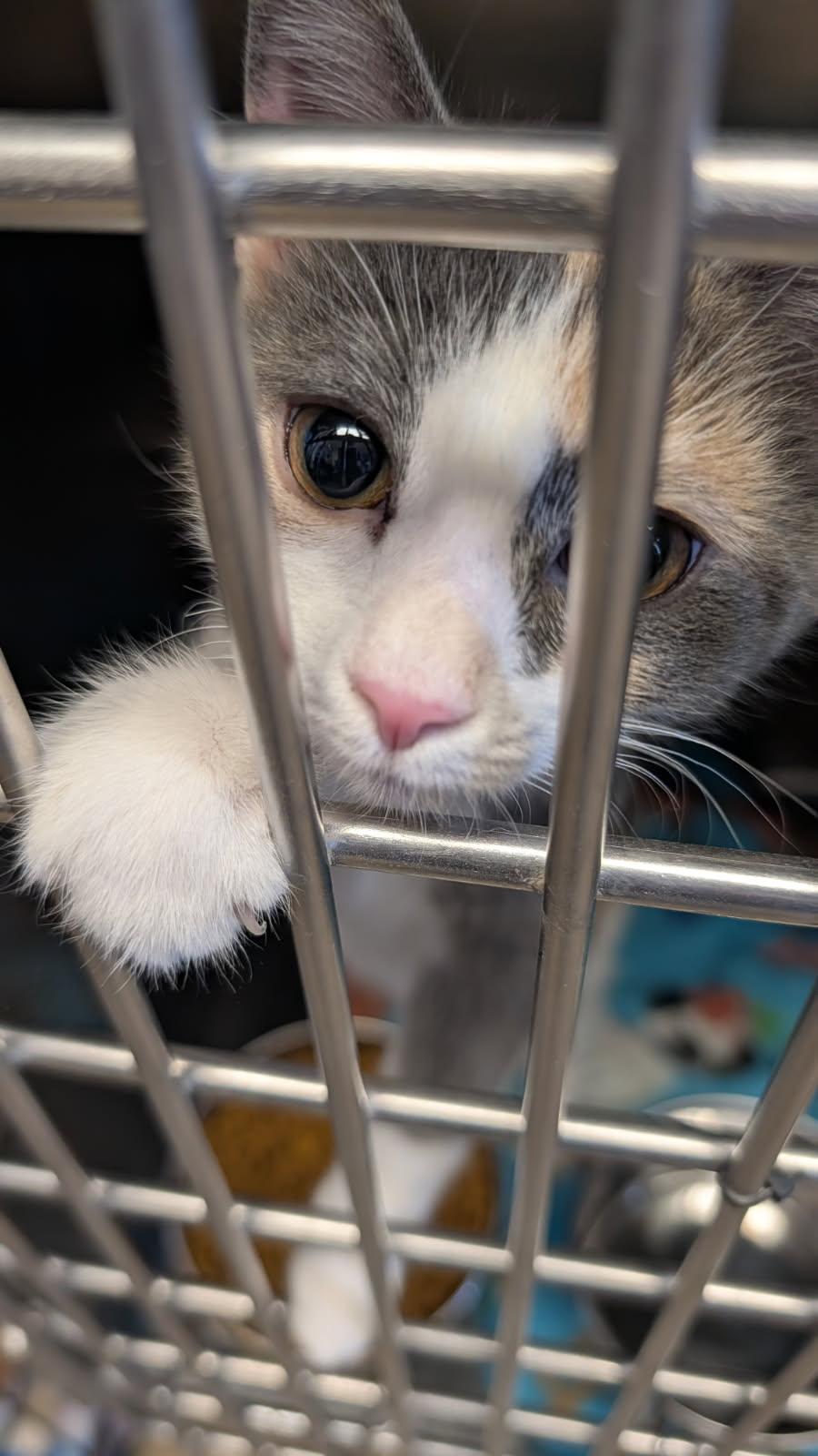 Whip Cream thumbnail 3