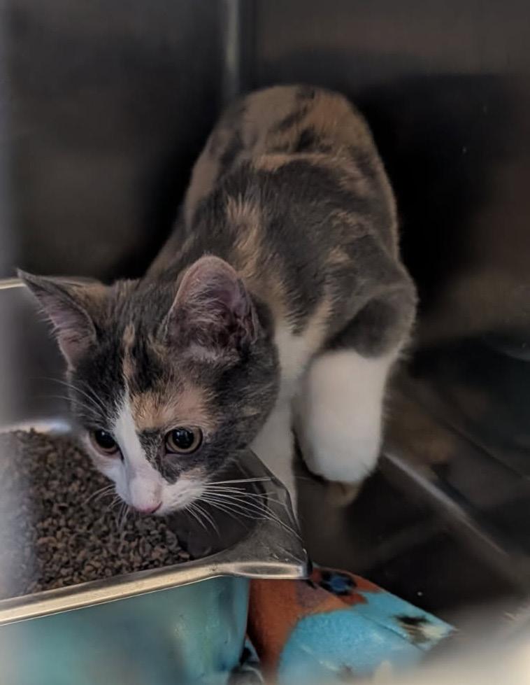 Whip Cream thumbnail 5