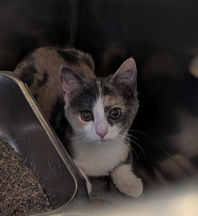 Whip Cream thumbnail 6