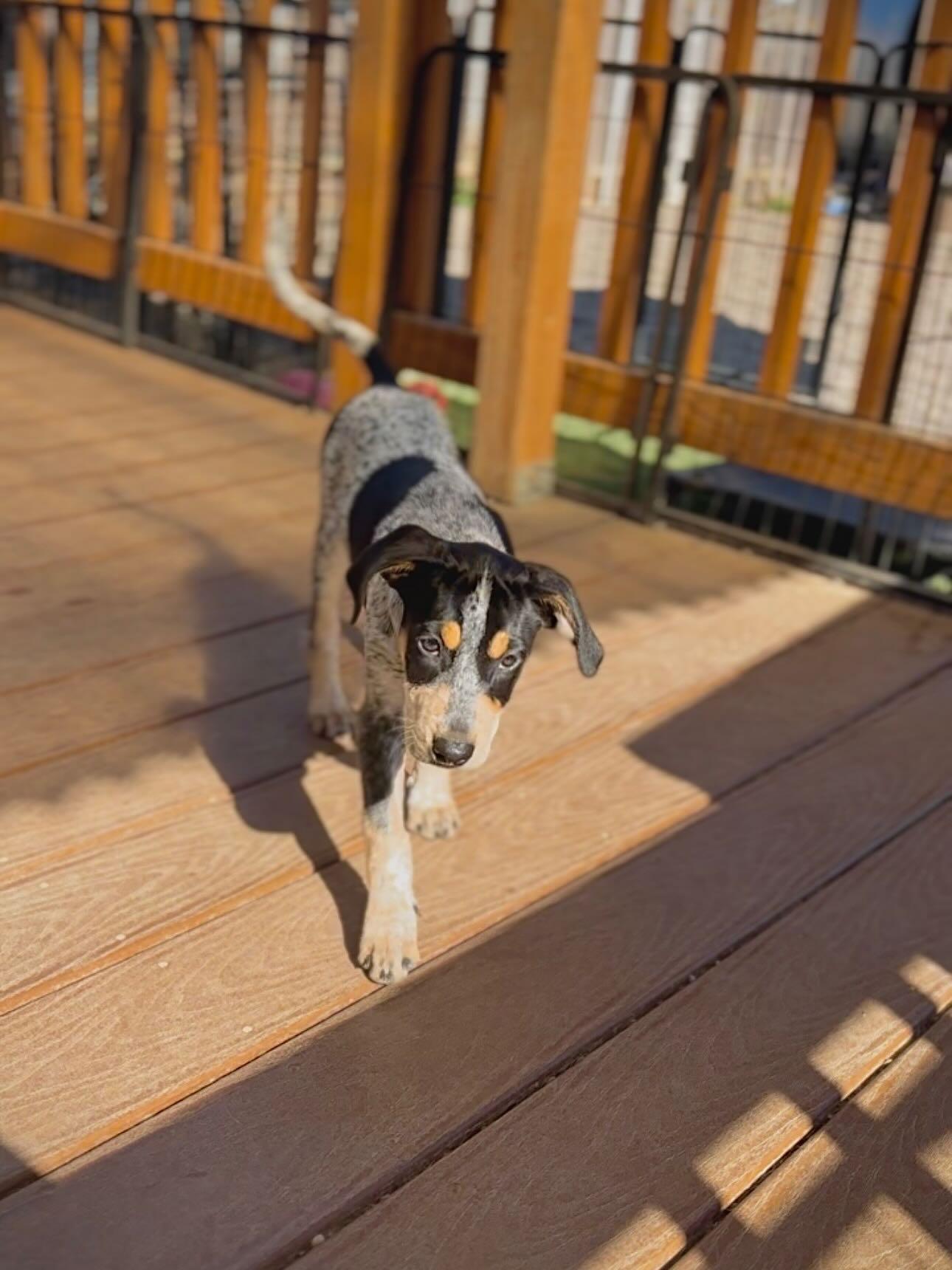Enlarge Molly, a Adopted mixed breed in mcminnville, OR image 2/4