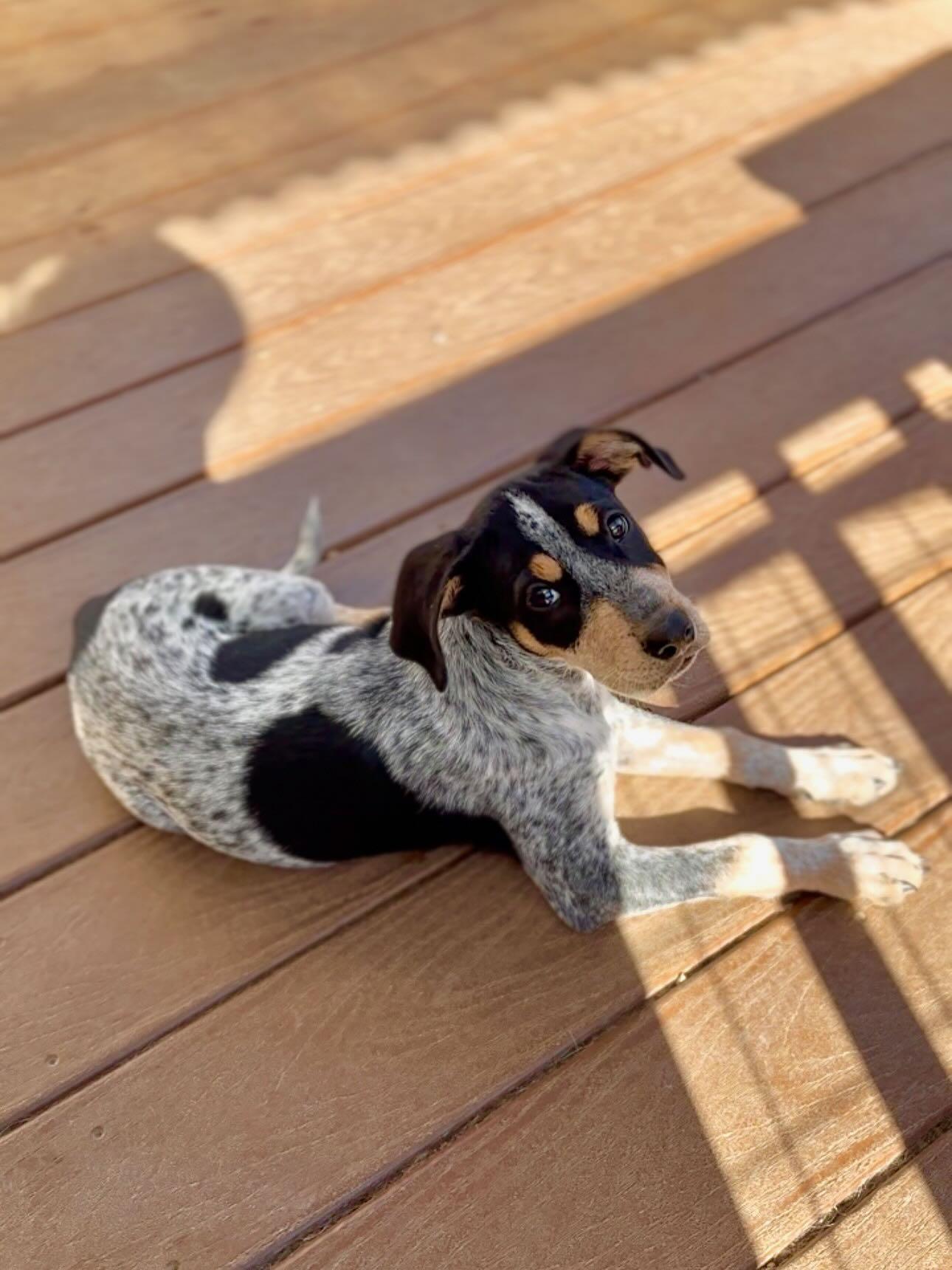 Enlarge Molly, a Adopted mixed breed in mcminnville, OR image 3/4