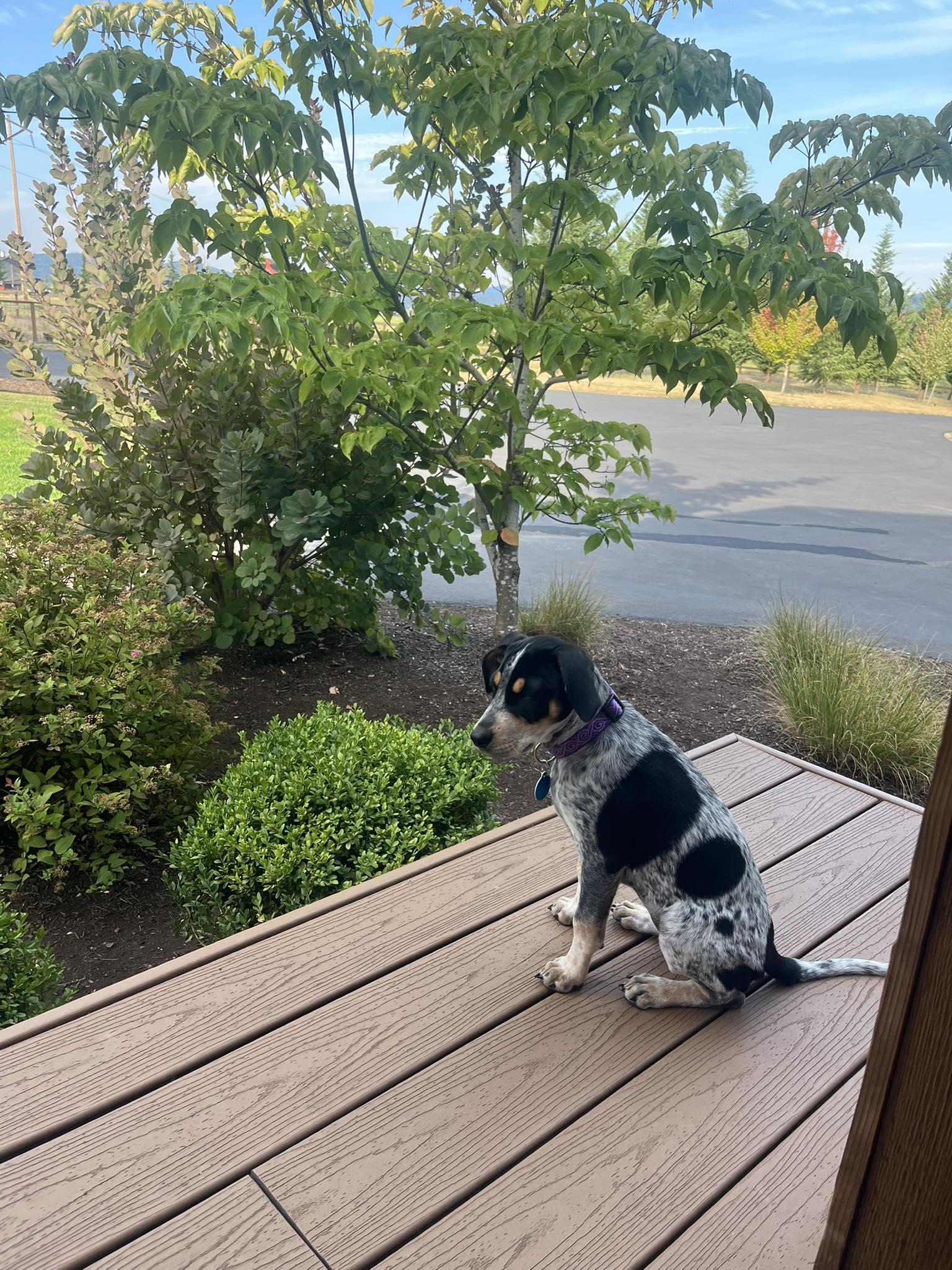 Enlarge Molly, a Adopted mixed breed in mcminnville, OR image 4/4