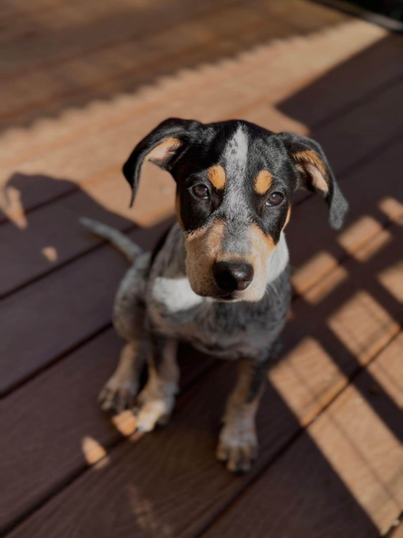 Enlarge Molly, a Adopted mixed breed in mcminnville, OR image 1/4