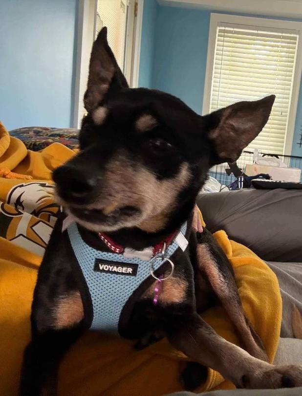 Lincoln, an adoptable mixed breed in Bartlett, IL image 2/6