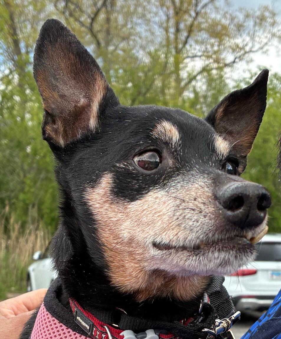 Lincoln, an adoptable mixed breed in Bartlett, IL image 6/6