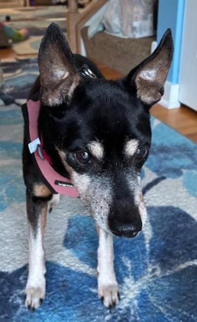 Lincoln, an adoptable mixed breed in Bartlett, IL image 4/6