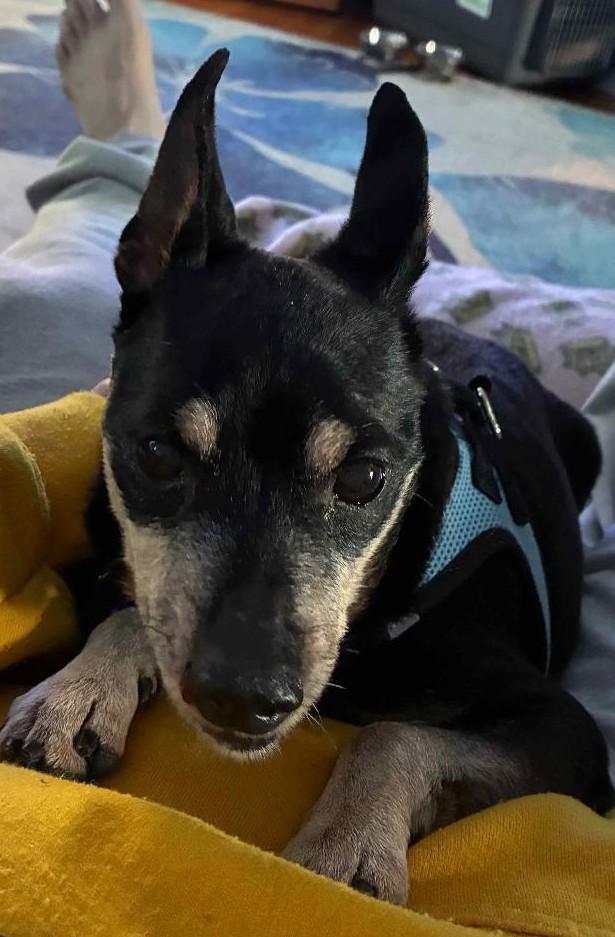 Lincoln, adoptable, Senior Male Miniature Pinscher.