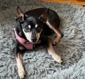 Lincoln, an adoptable mixed breed in Bartlett, IL image 5/6