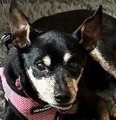 Lincoln, an adoptable mixed breed in Bartlett, IL image 3/6