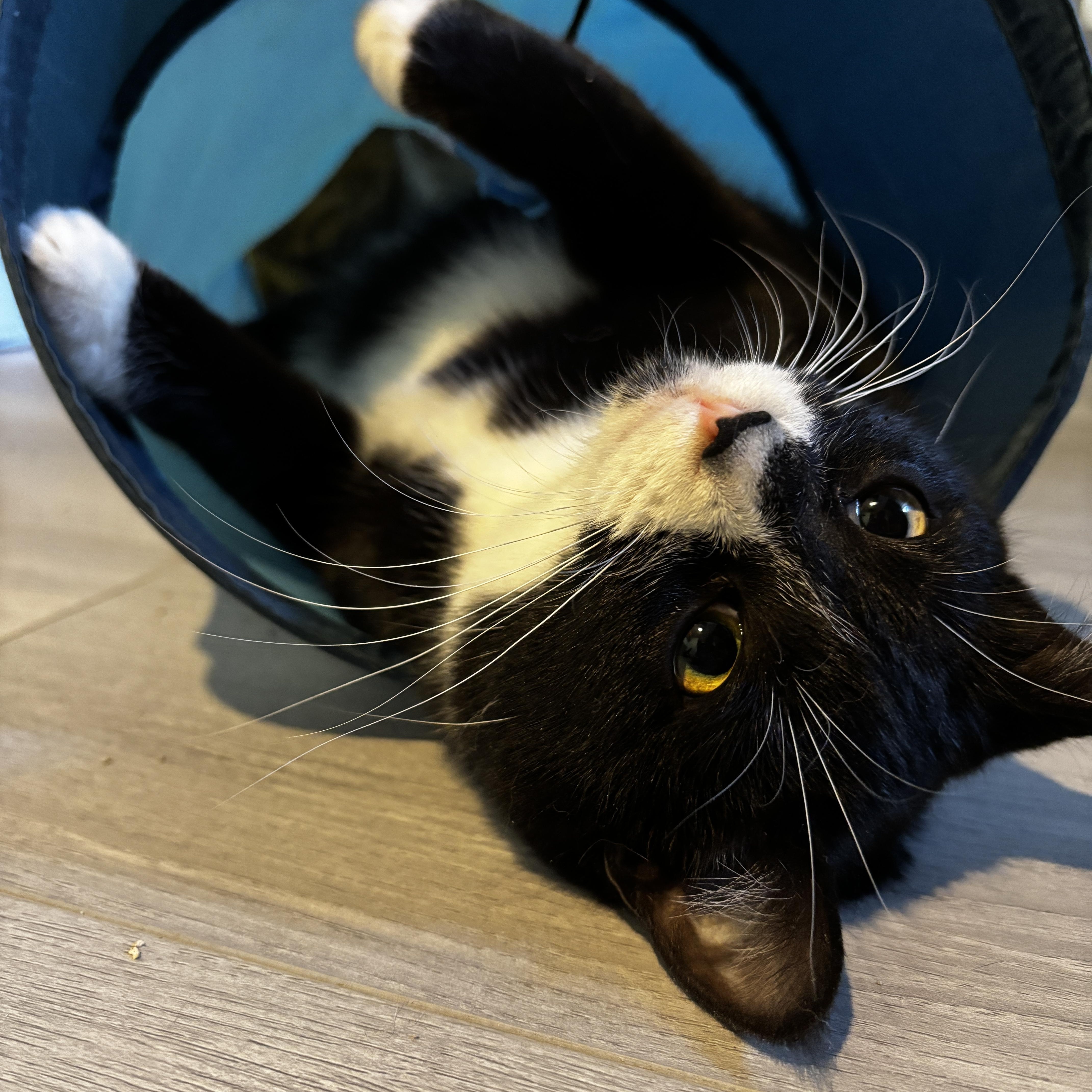 Enlarge WEDNESDAY , a ADOPTABLE Tuxedo in Shakespeare, ON image 1/5