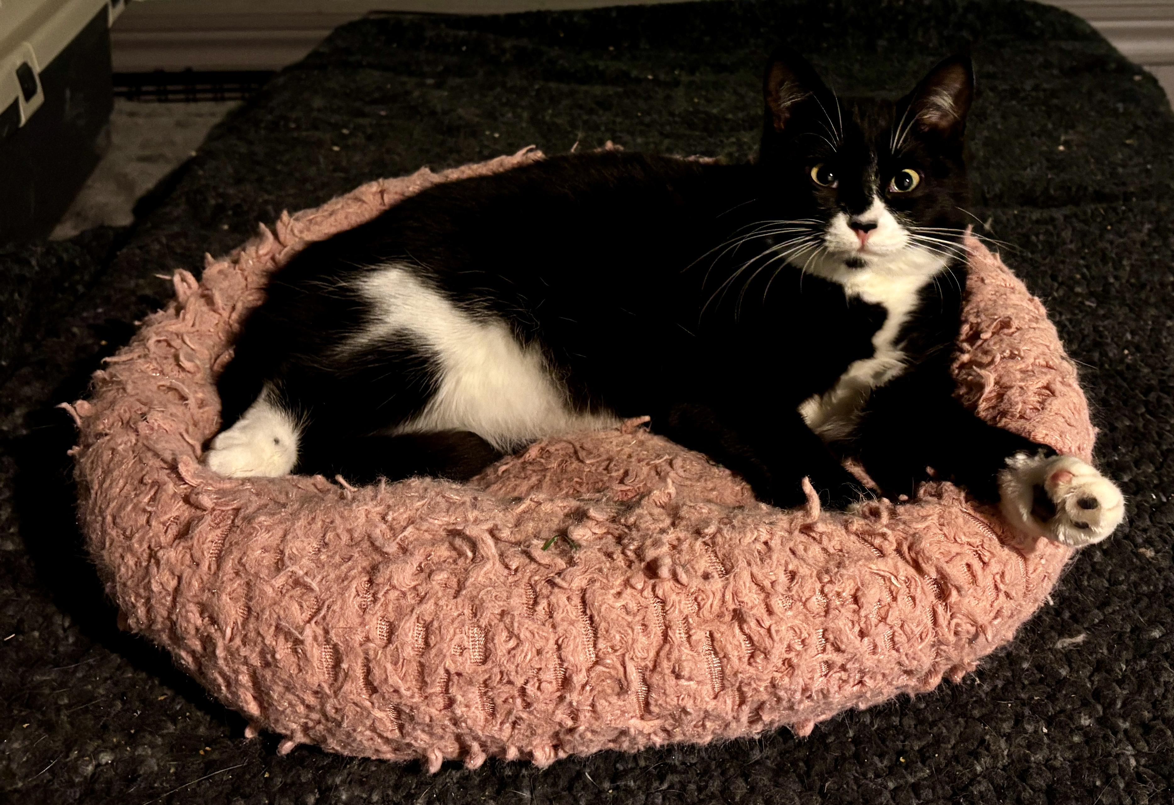 Enlarge WEDNESDAY , a ADOPTABLE Tuxedo in Shakespeare, ON image 2/5