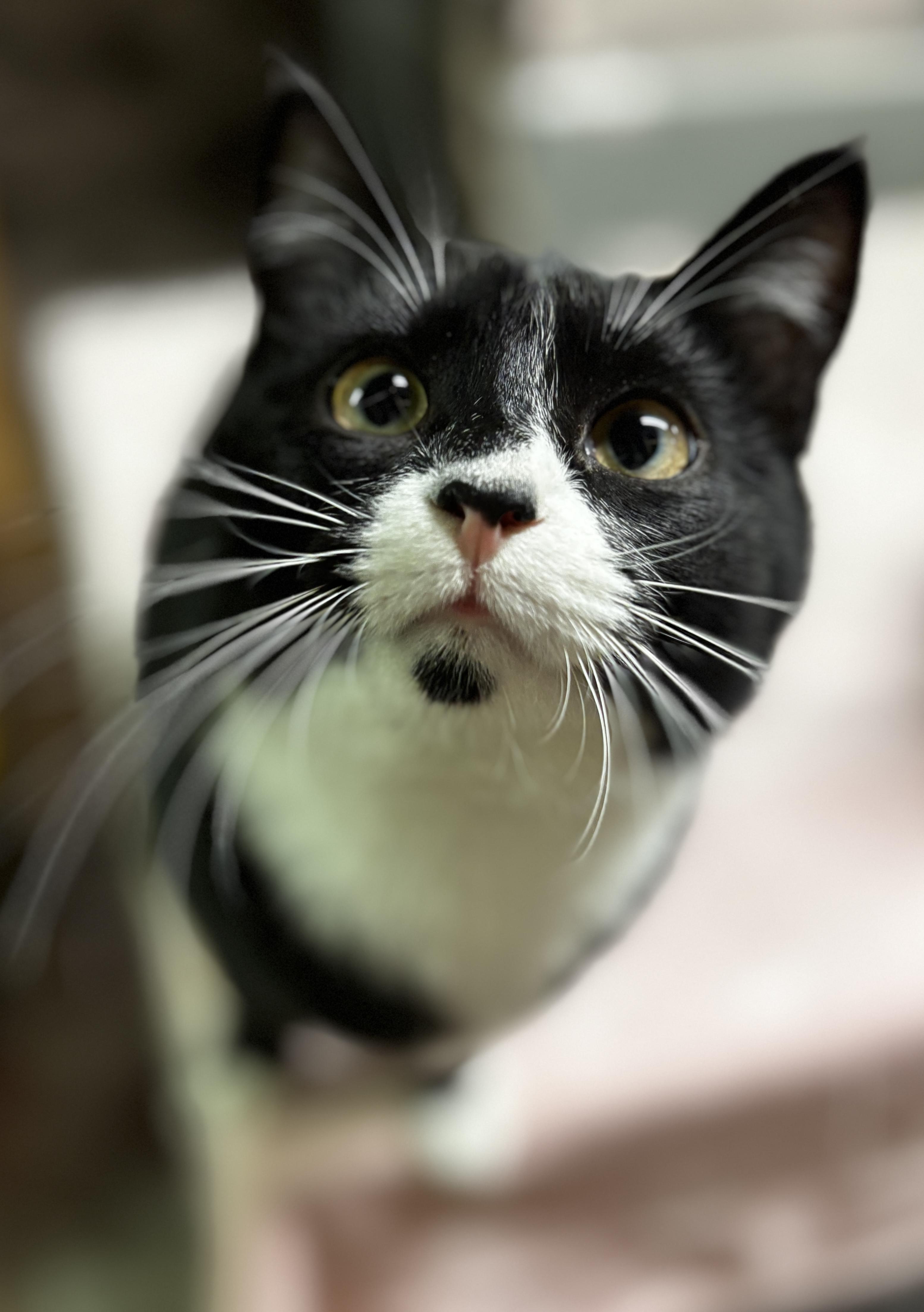Enlarge WEDNESDAY , a ADOPTABLE Tuxedo in Shakespeare, ON image 3/5