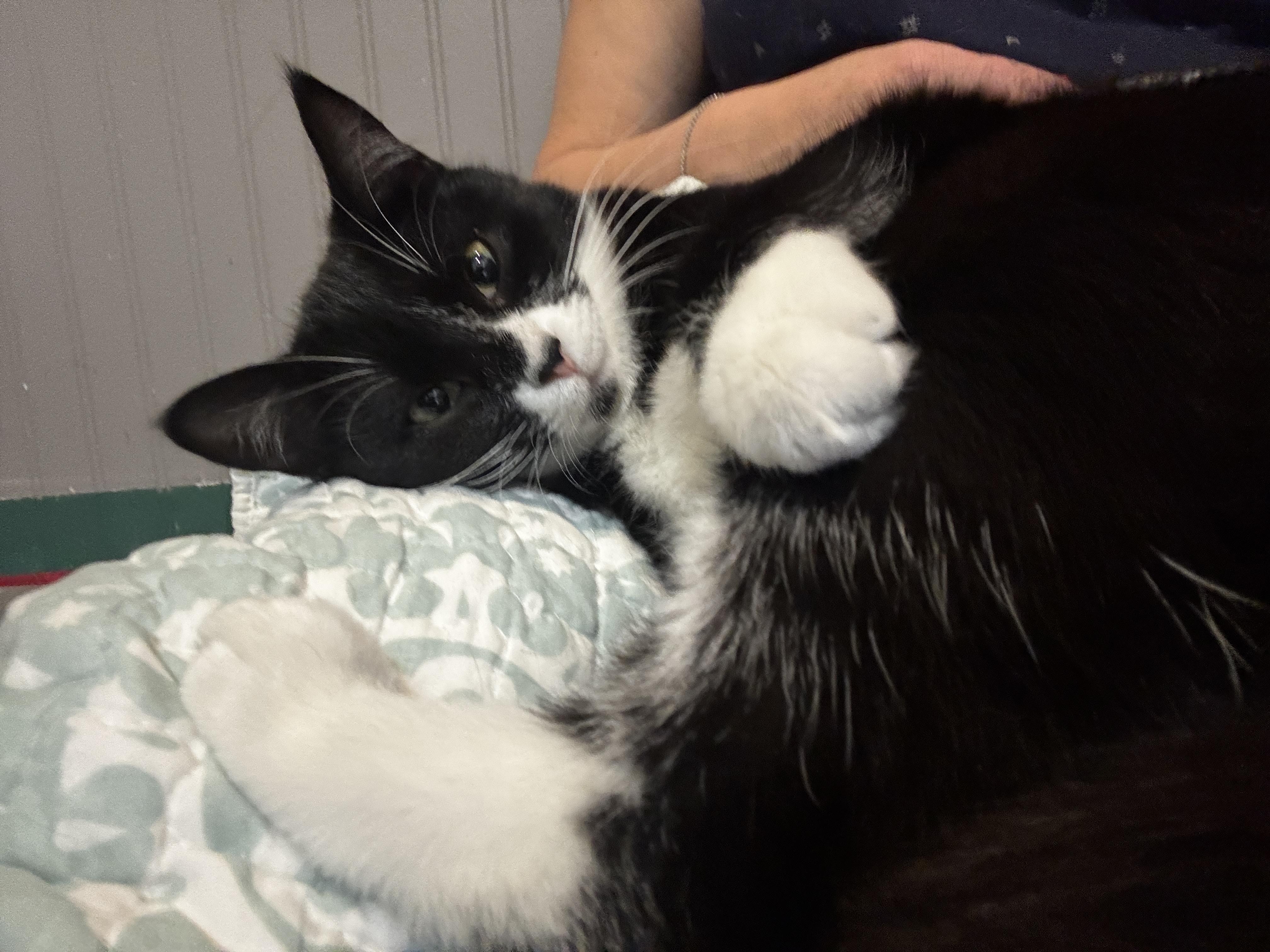 Enlarge WEDNESDAY , a ADOPTABLE Tuxedo in Shakespeare, ON image 4/5