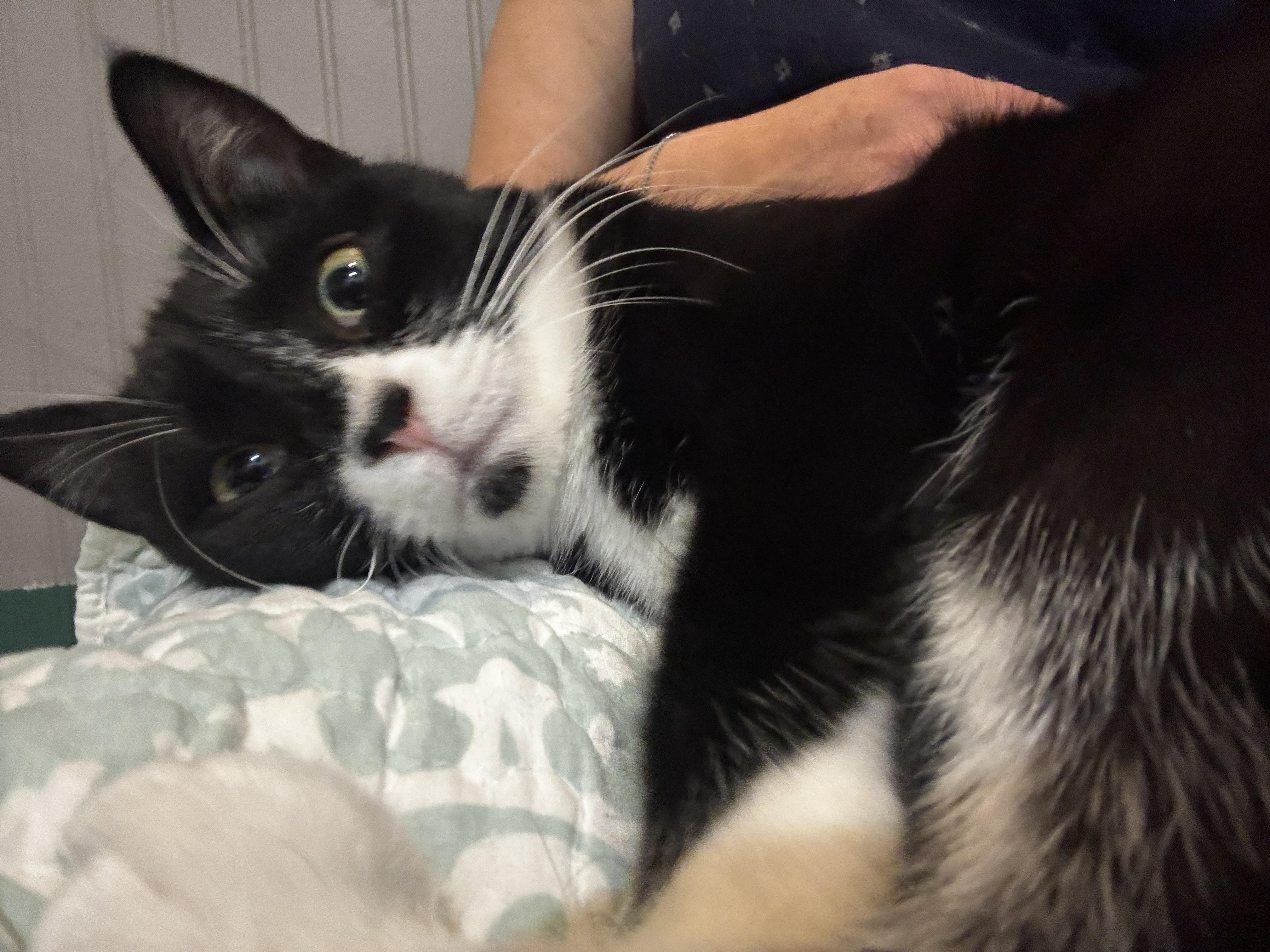 Enlarge WEDNESDAY , a ADOPTABLE Tuxedo in Shakespeare, ON image 5/5