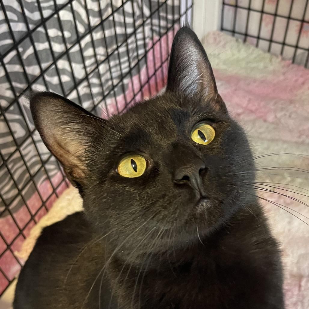 Ms. Katz, Adoptable, Adult Female Domestic Short Hair.