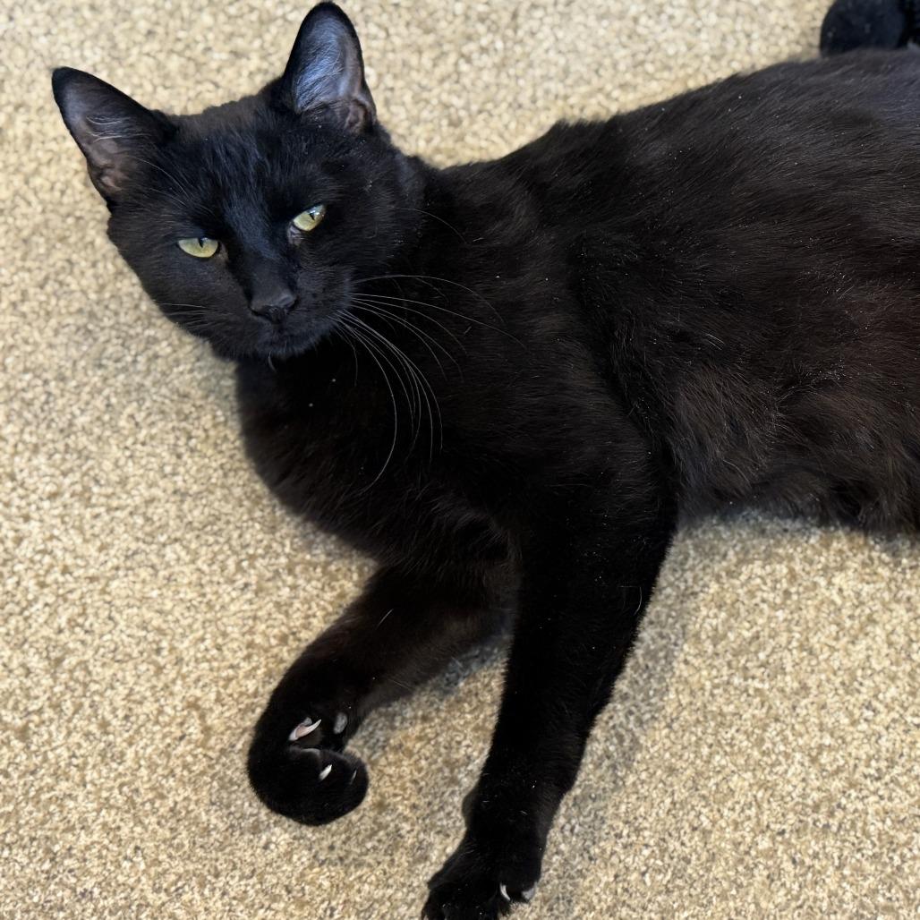 Enlarge Ms. Katz, a Adoptable Domestic Short Hair in Chicago, IL image 2/2