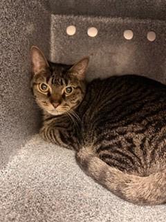Rosalie, Adoptable, Adult Female Domestic Short Hair & Domestic Short Hair.