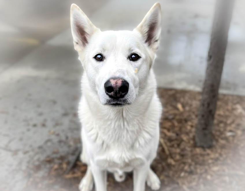 STORM, Adoptable, Young Male Siberian Husky.