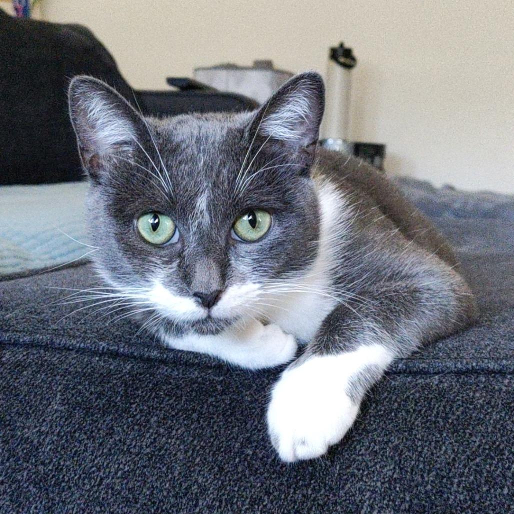 Charlotte's Website — thumbnail 3