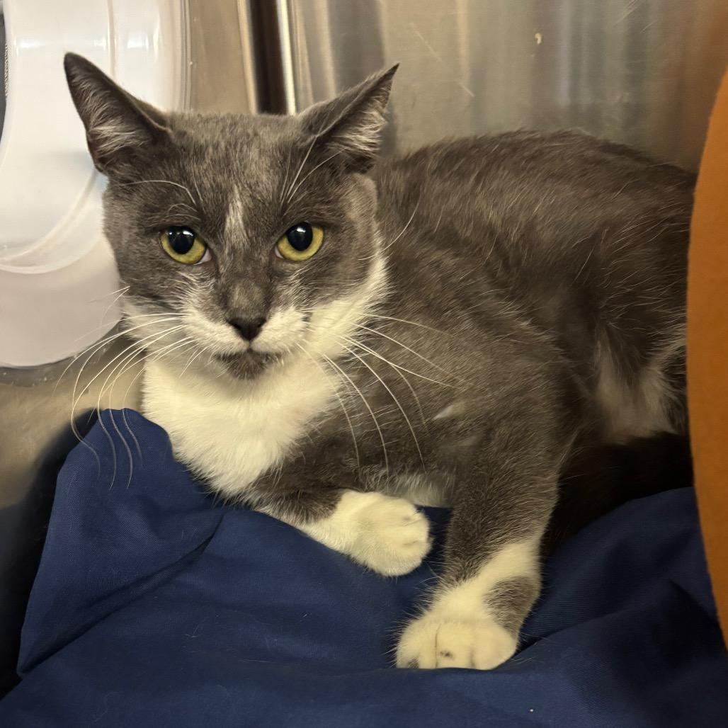 Charlotte's Website — thumbnail 4