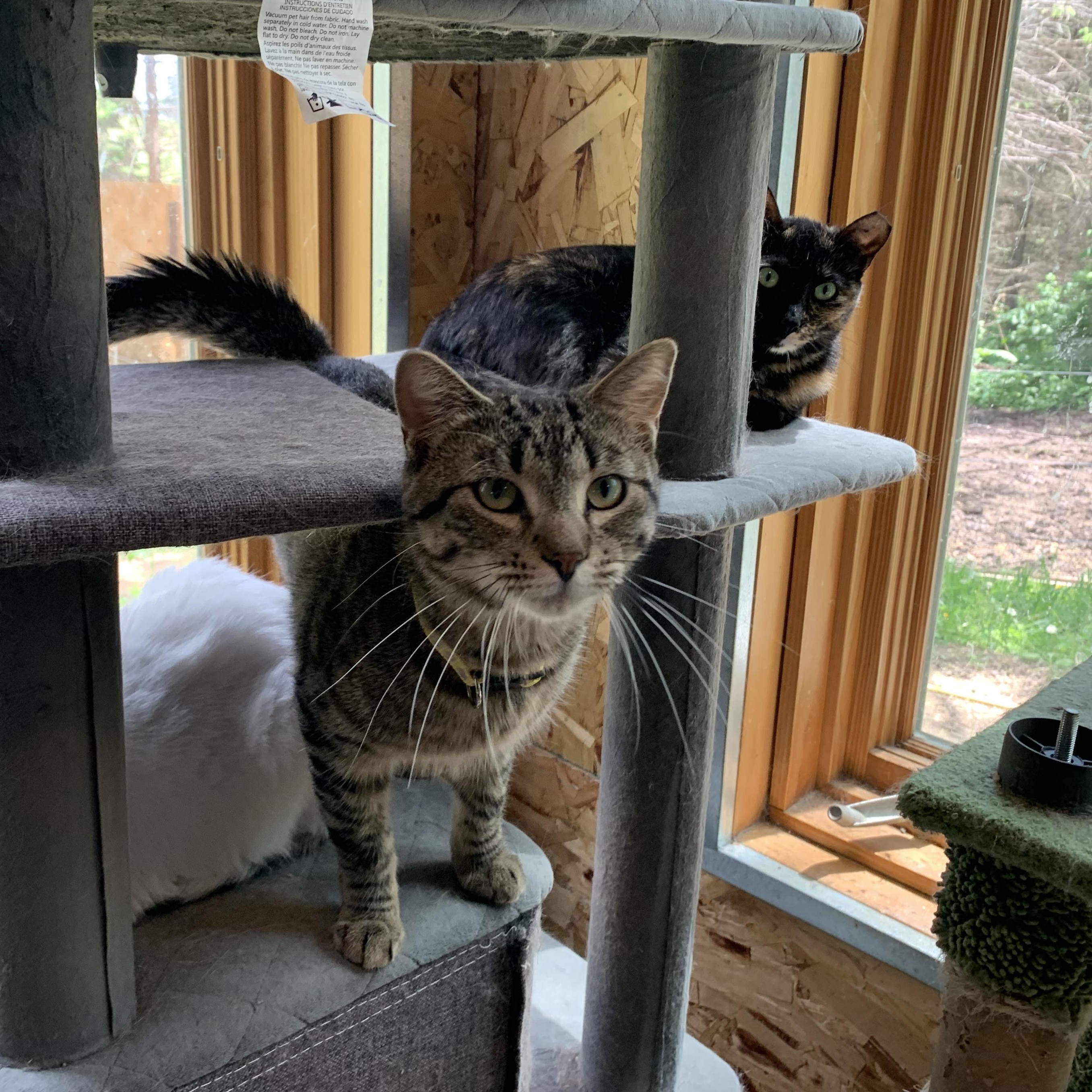 Murphy, a Adoptable Domestic Short Hair in Stockholm, WI image 2/4