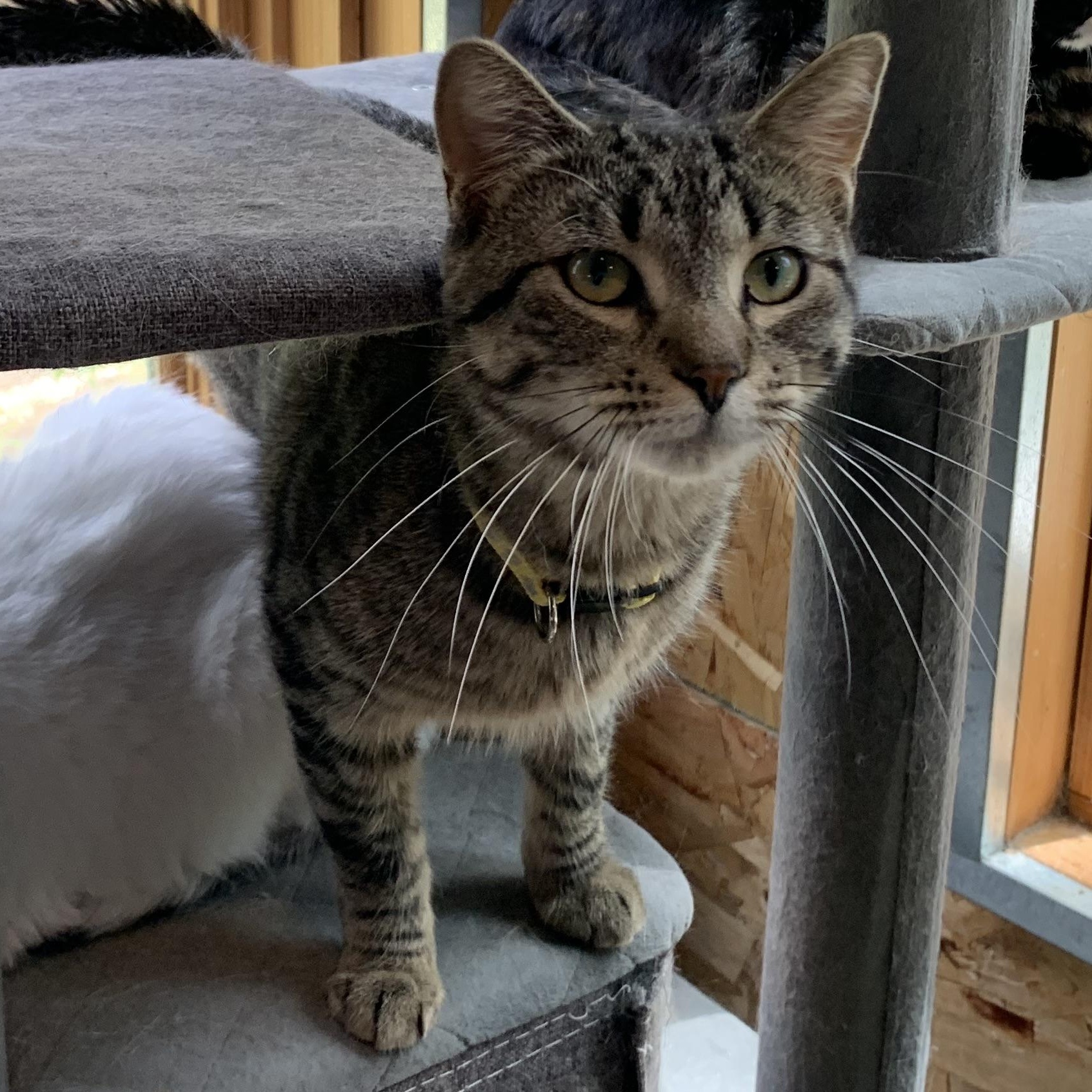 Murphy, a Adoptable Domestic Short Hair in Stockholm, WI image 1/4