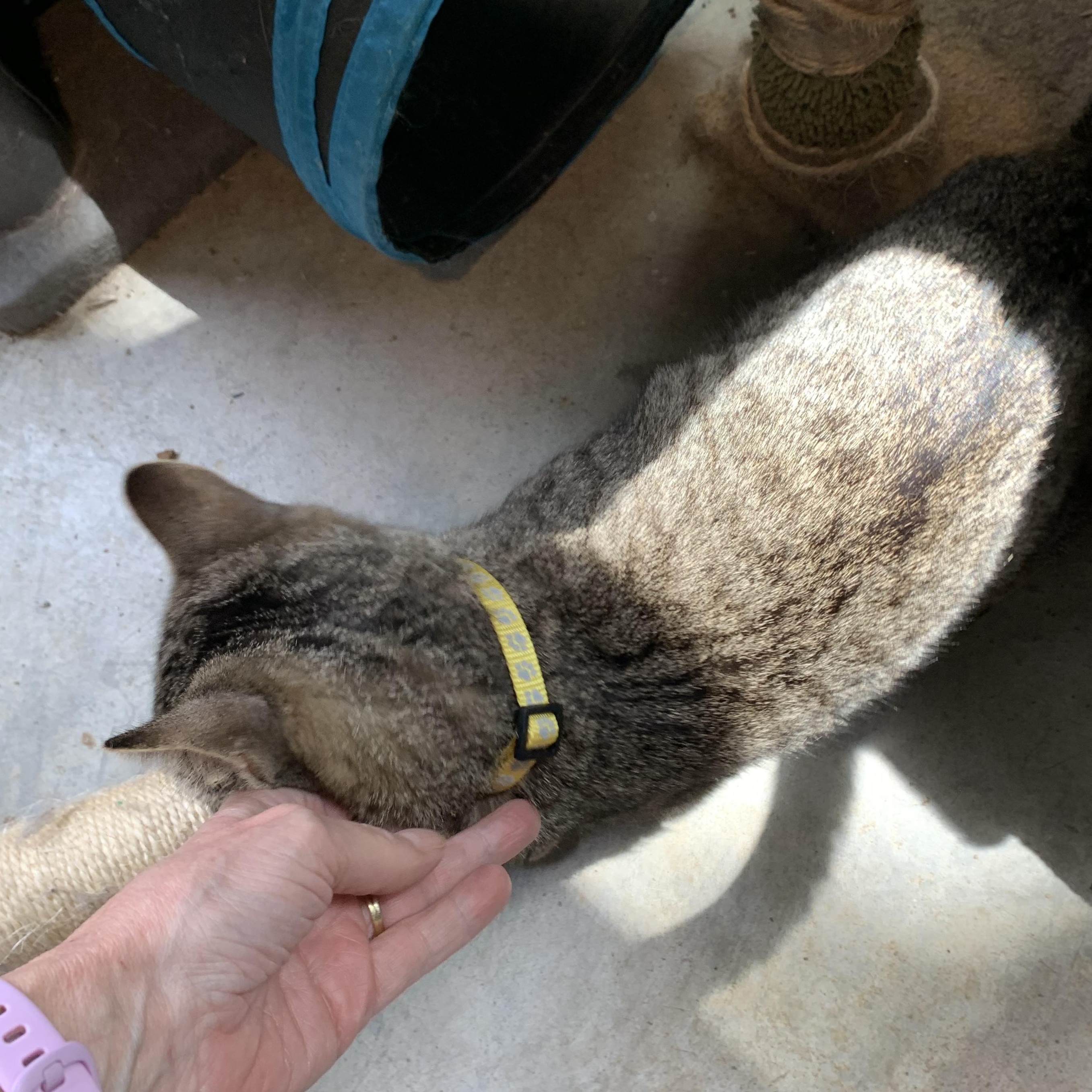 Murphy, a Adoptable Domestic Short Hair in Stockholm, WI image 3/4