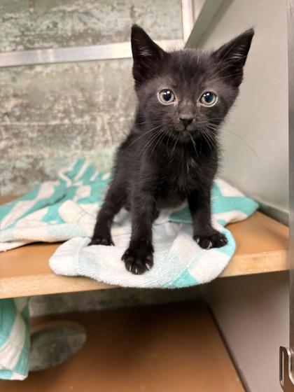 Jasper, Adoptable, Kitten Male Domestic Short Hair & Domestic Short Hair.