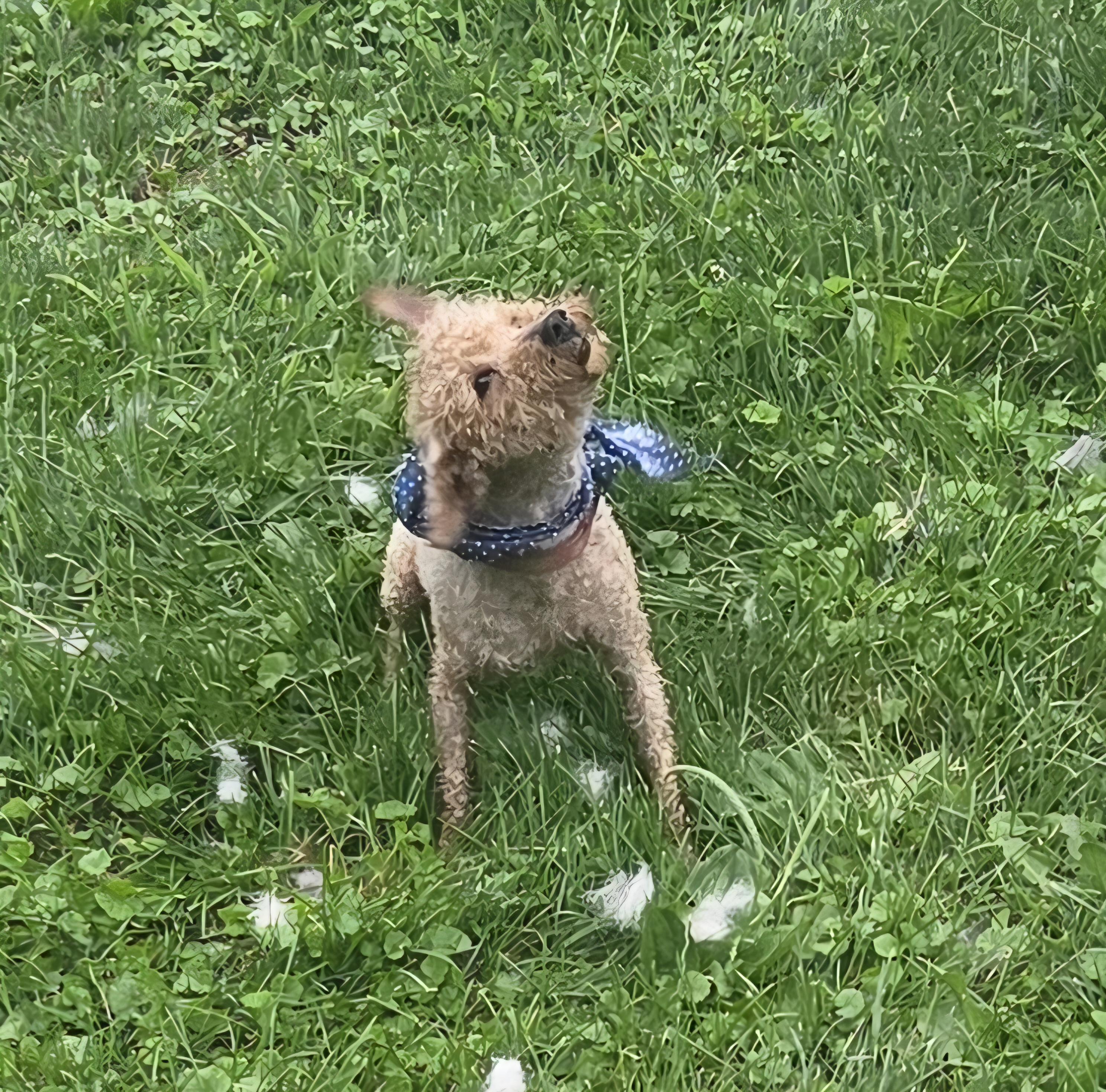 Theo or Tito, a ADOPTABLE Poodle in Zanesville, OH image 3/3