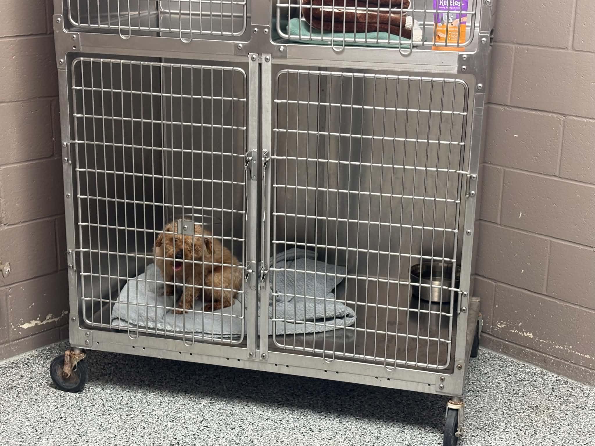 Theo or Tito, ADOPTABLE, Young Male Poodle.