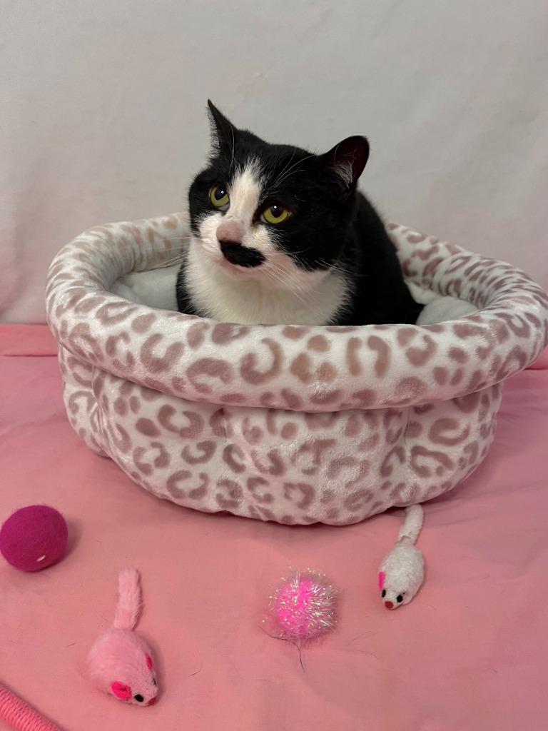 Enlarge Garbo, a Adoptable Domestic Short Hair in Benld, IL image 1/2