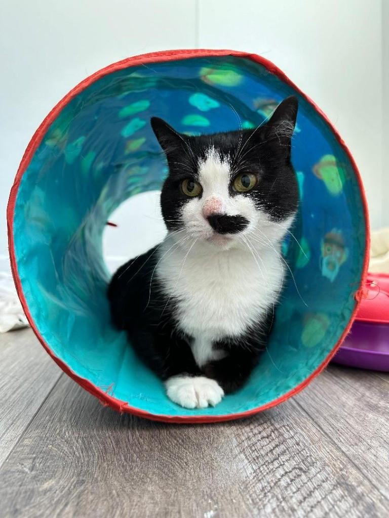 Enlarge Garbo, a Adoptable Domestic Short Hair in Benld, IL image 2/2