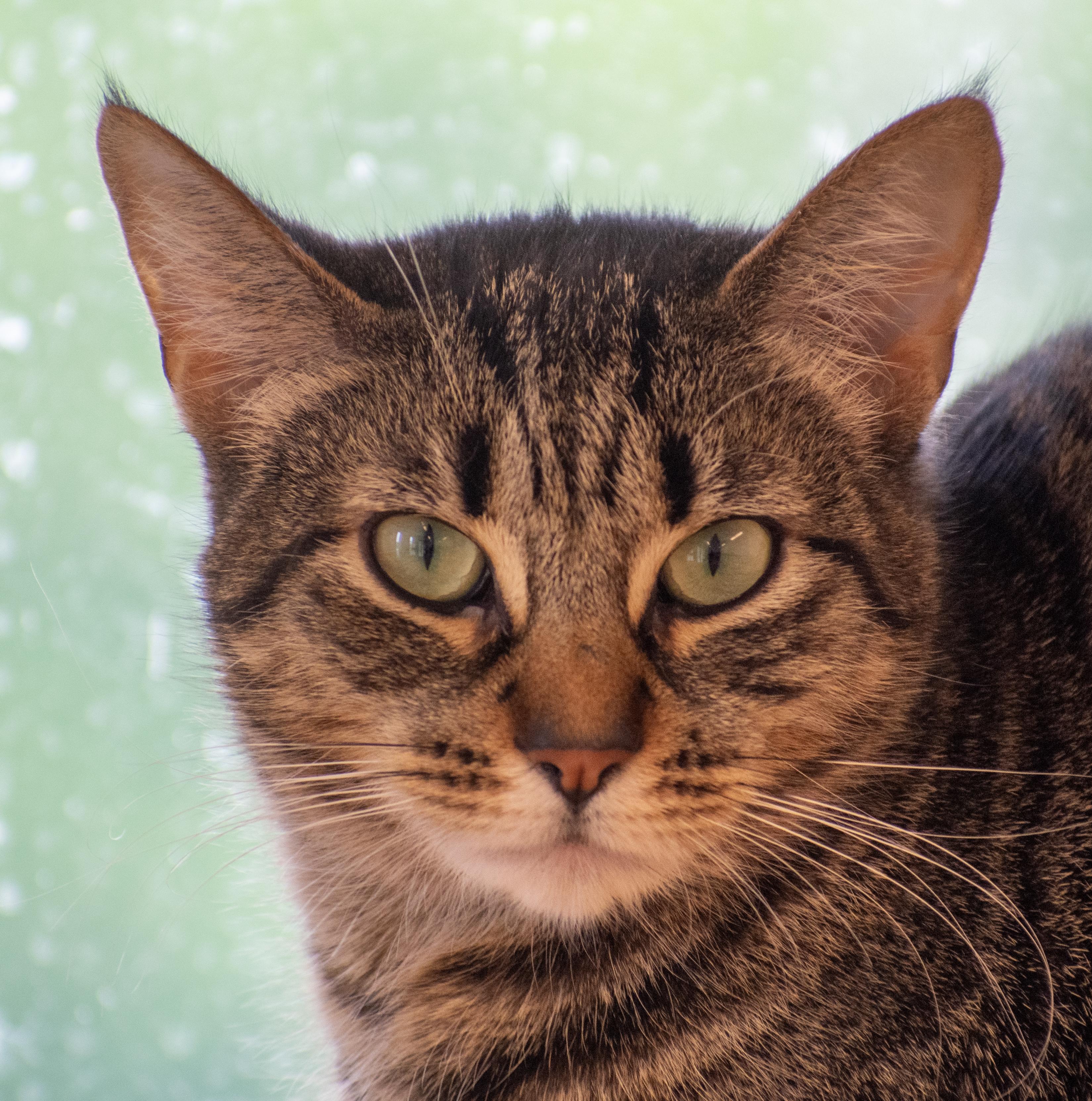 Mouse, Adoptable, Young Female Domestic Short Hair.