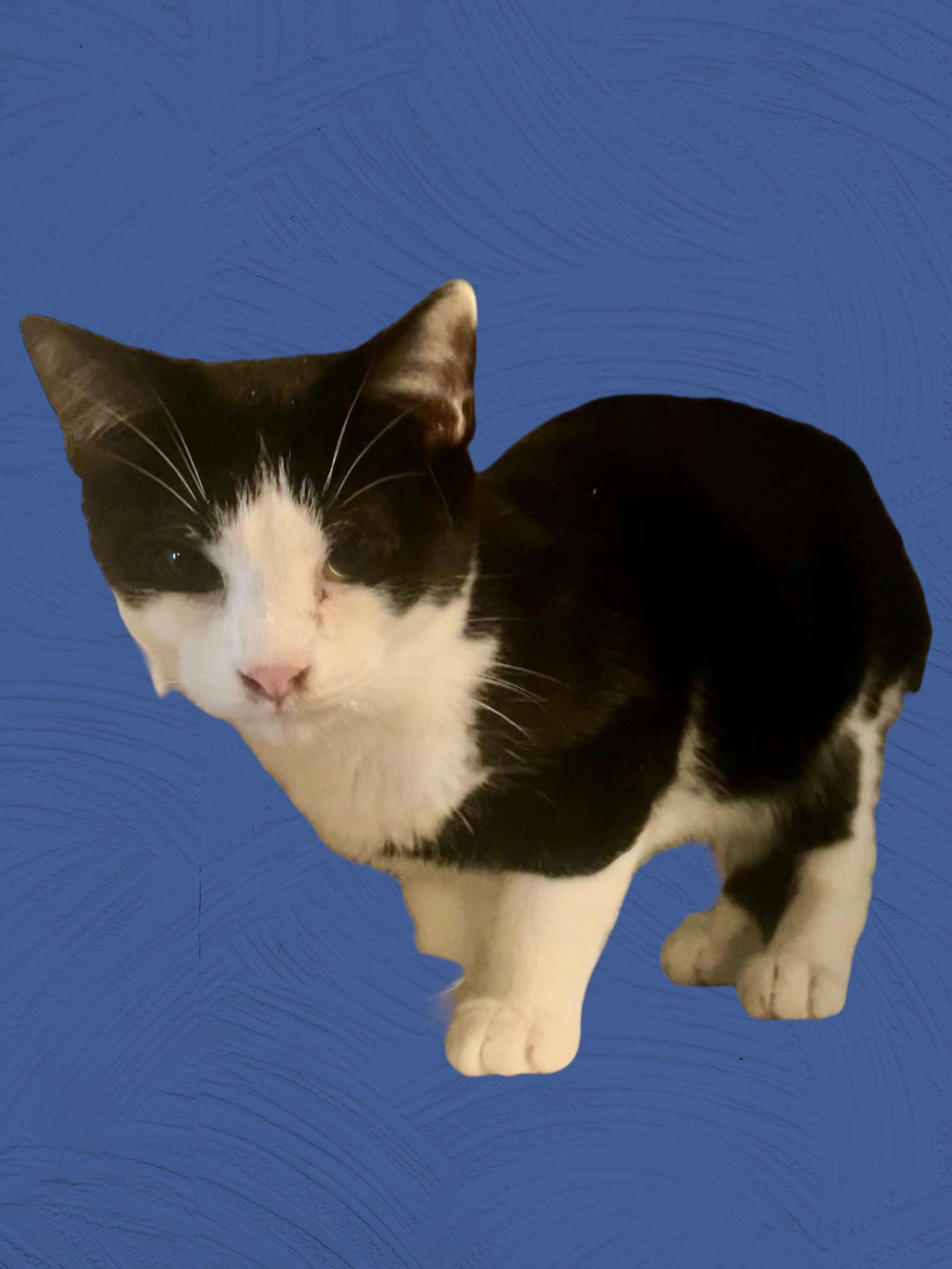 Enlarge Paris NJ, a Adoptable Domestic Short Hair in Morristown, NJ image 1/3