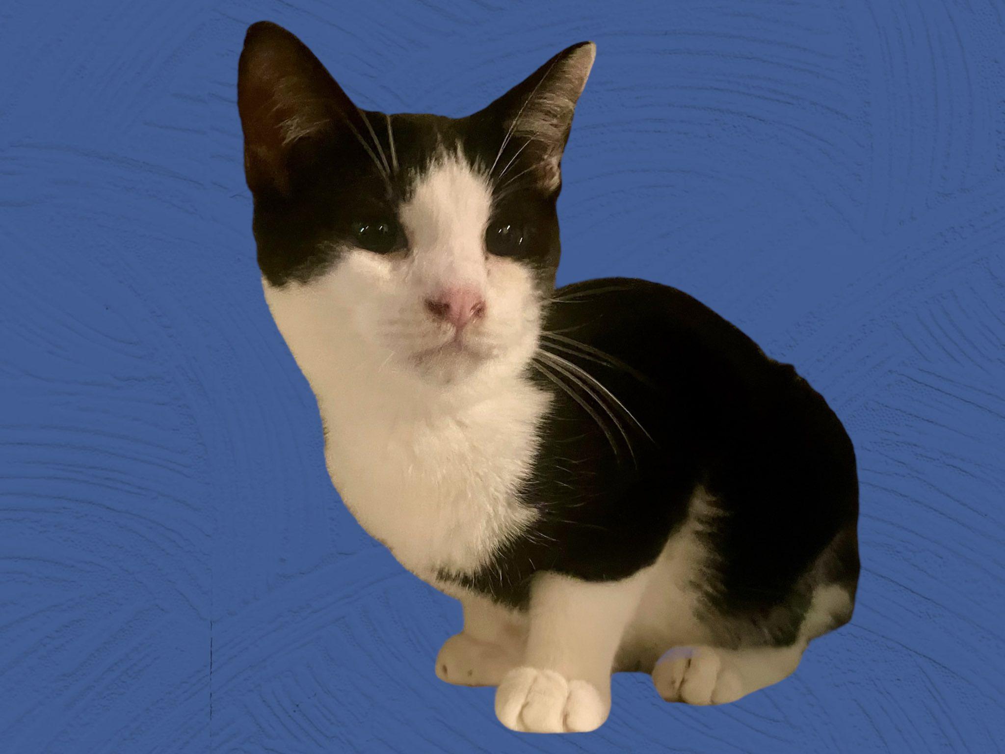 Enlarge Paris NJ, a Adoptable Domestic Short Hair in Morristown, NJ image 2/3