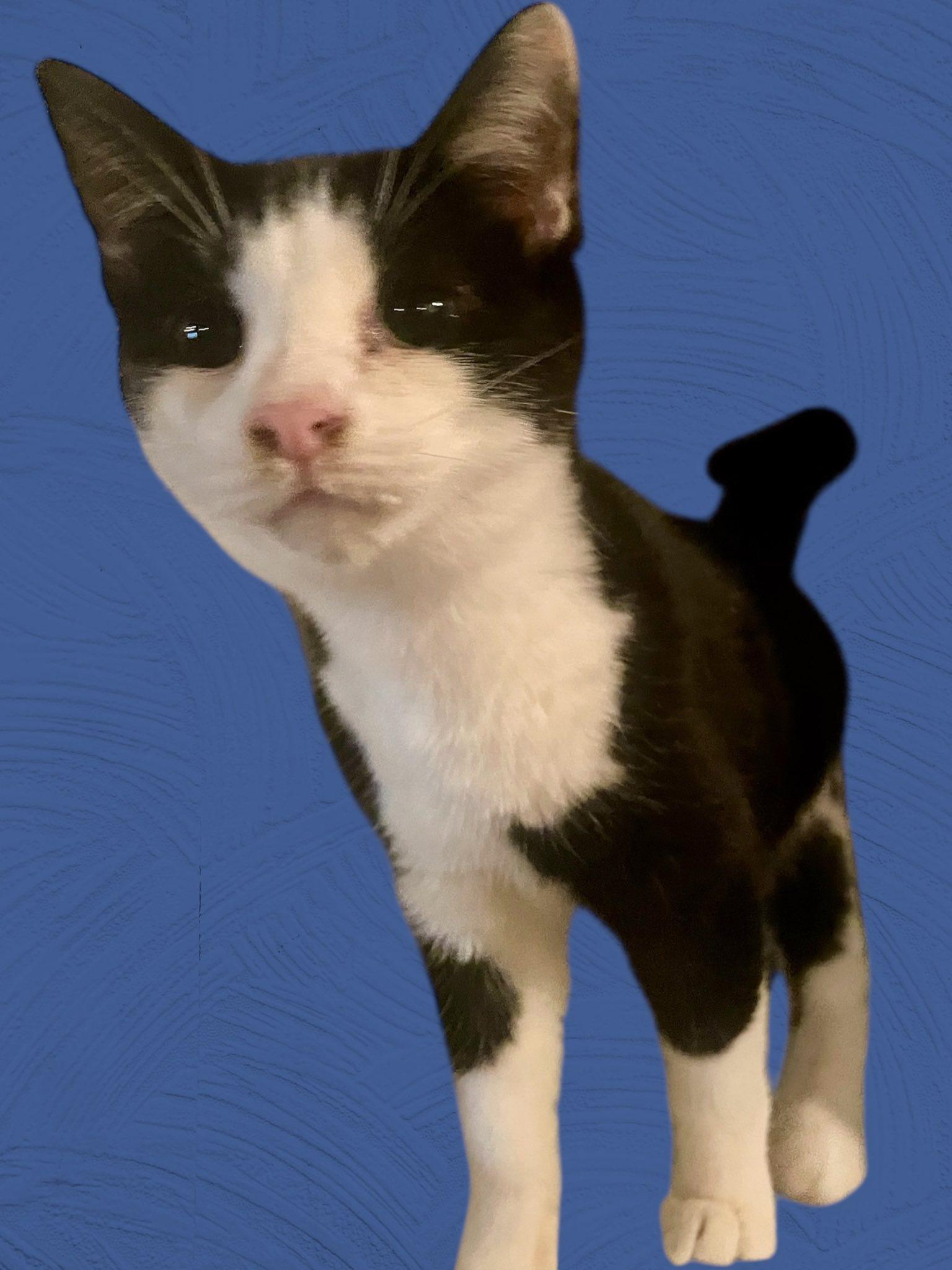 Enlarge Paris NJ, a Adoptable Domestic Short Hair in Morristown, NJ image 3/3