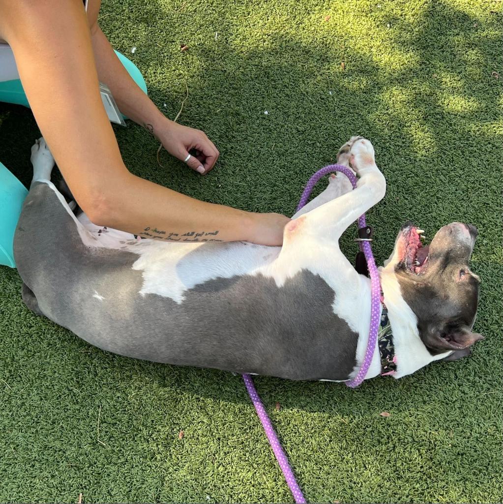 Juliette, ADOPTABLE, Adult • Female, American Staffordshire Terrier.