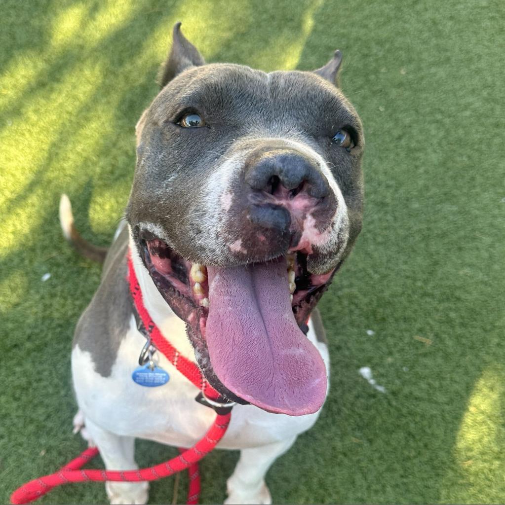 Enlarge Juliette, a Adoptable American Staffordshire Terrier in Apache Junction, AZ image 2/6