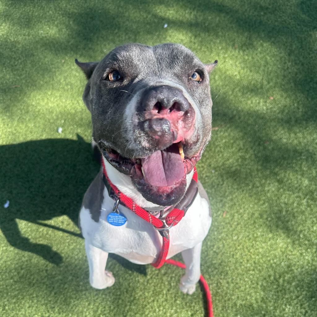 Enlarge Juliette, a Adoptable American Staffordshire Terrier in Apache Junction, AZ image 3/6
