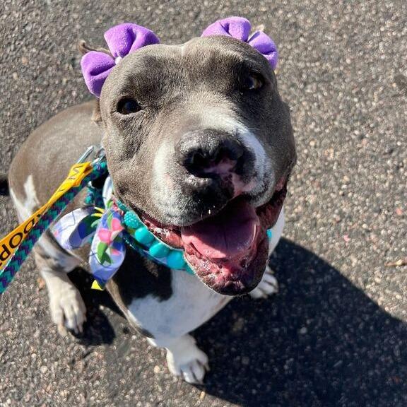 Enlarge Juliette, a Adoptable American Staffordshire Terrier in Apache Junction, AZ image 4/6