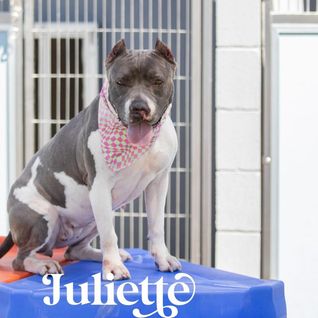 Enlarge Juliette, a Adoptable American Staffordshire Terrier in Apache Junction, AZ image 5/6