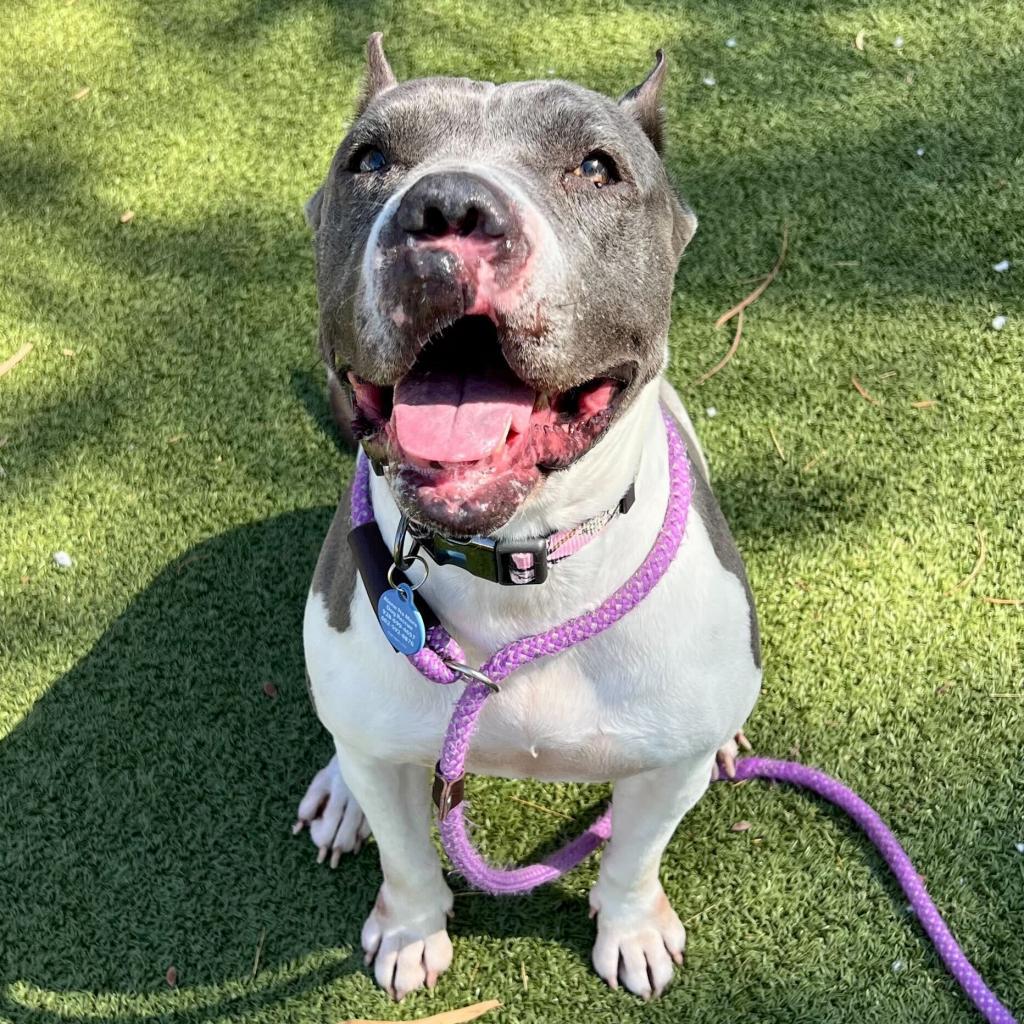 Enlarge Juliette, a Adoptable American Staffordshire Terrier in Apache Junction, AZ image 6/6
