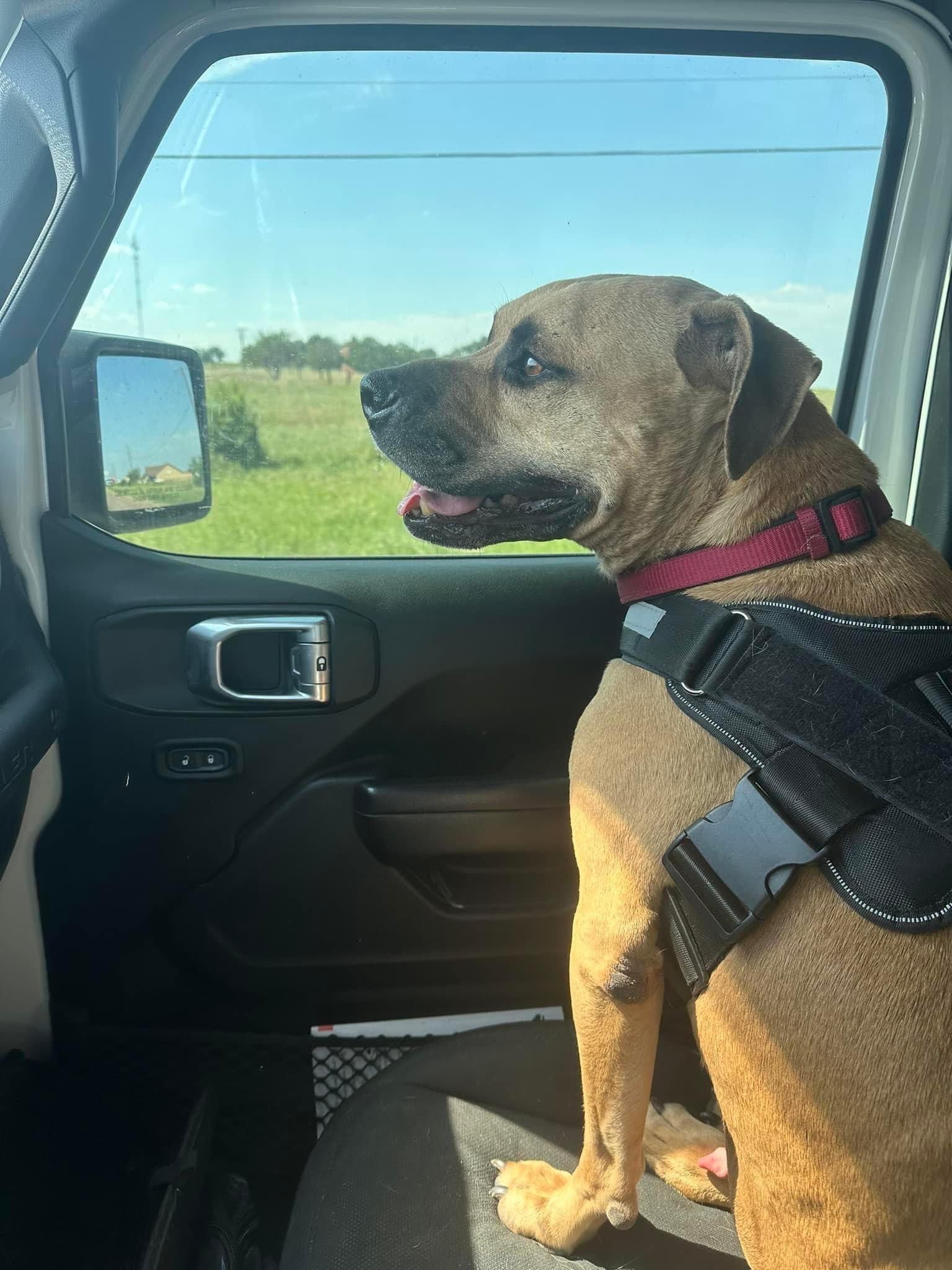 Enlarge WESLEY-Wonderfully Sweet, a Adoptable mixed breed in Winchester, VA image 2/6