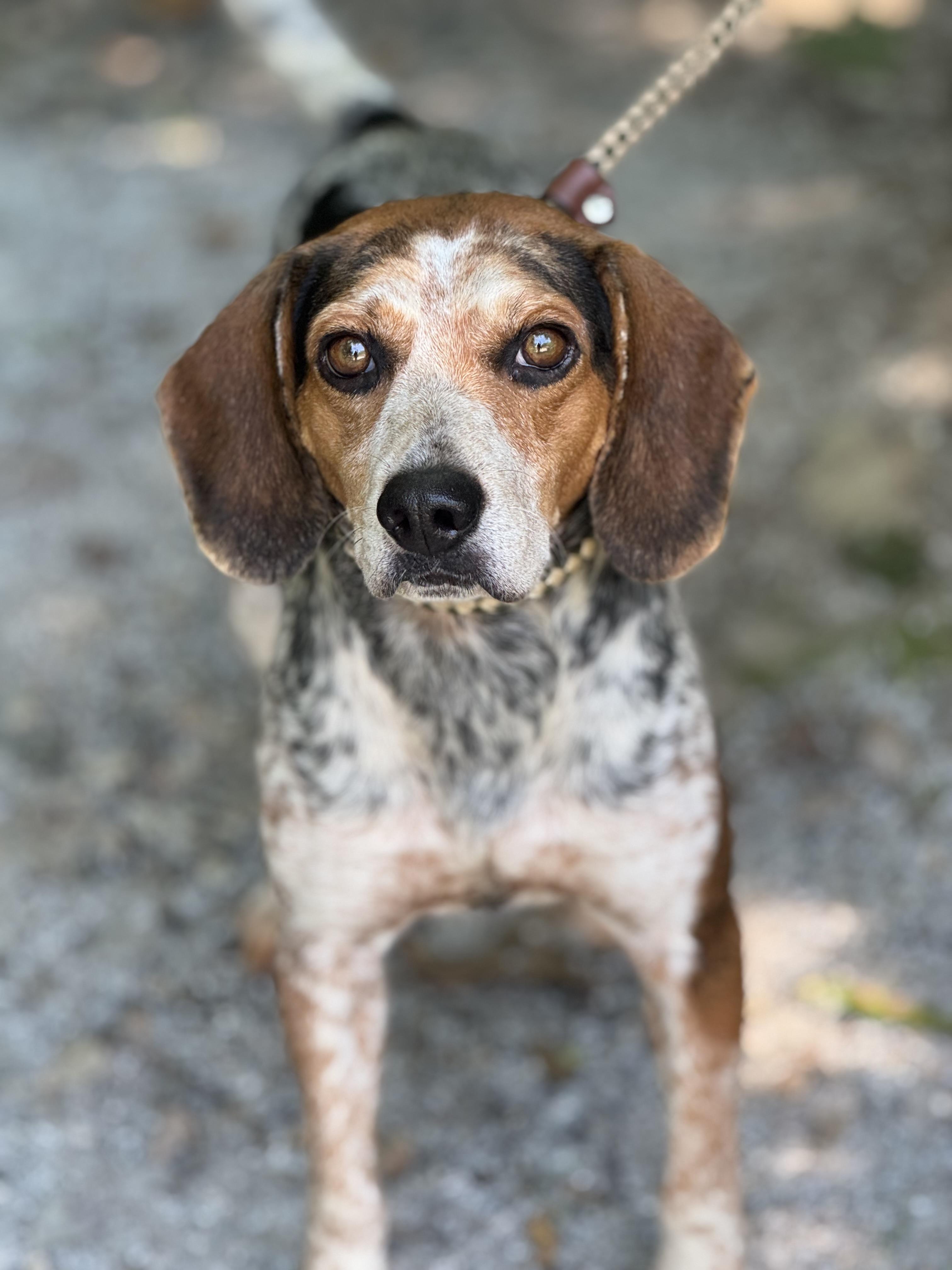 Zach, ADOPTABLE, Adult Male Beagle.